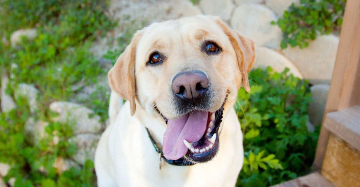 10 Dog Breeds That Are Too Demanding (And 8 That Are Cool With Just