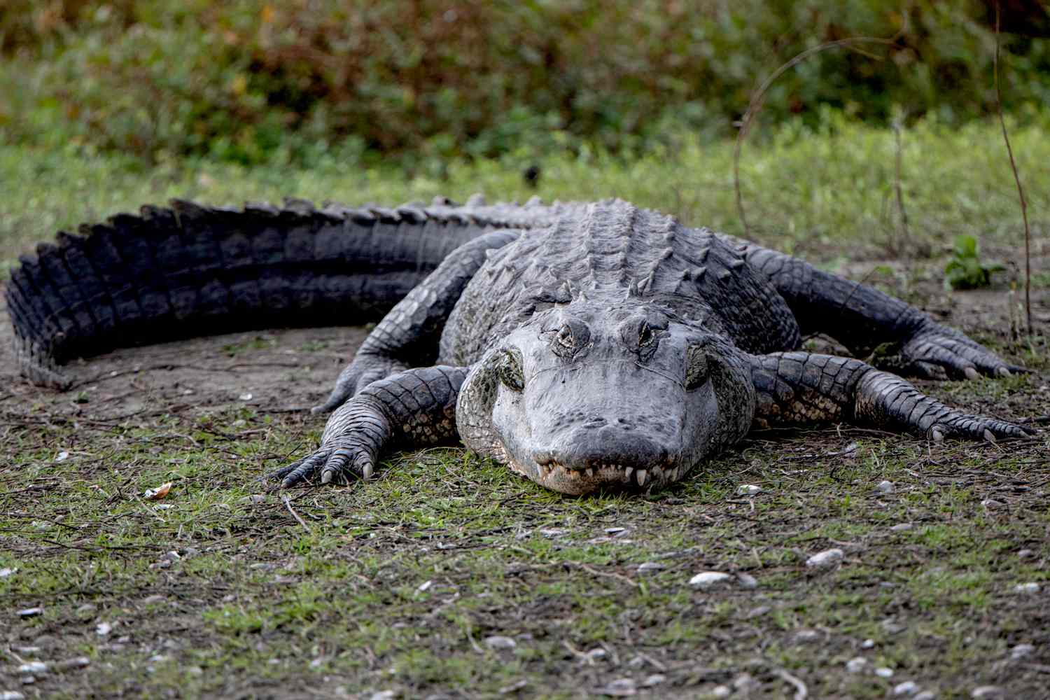 South Carolina Woman Fights Off Alligator to Save Husband 'His Wife Is