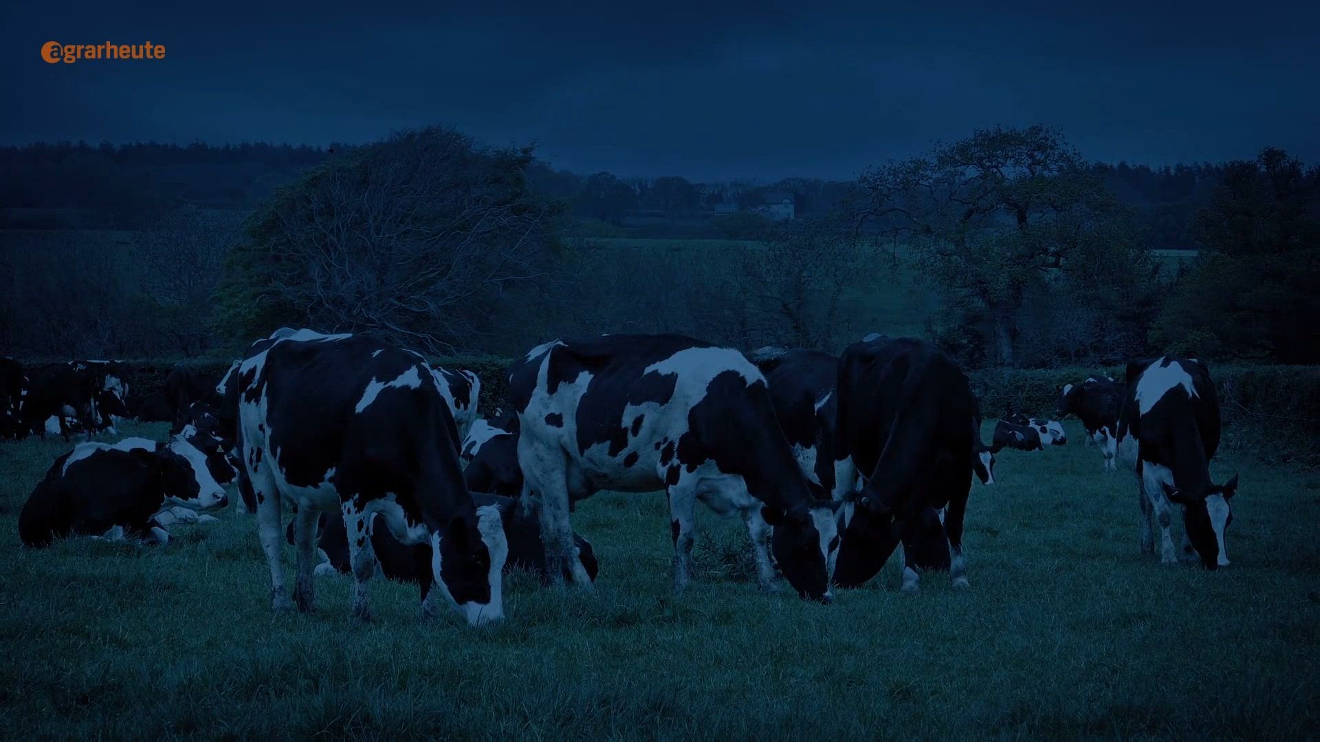 Milch von glücklichen Kühen: Darum brauchen Rinder Dunkelheit