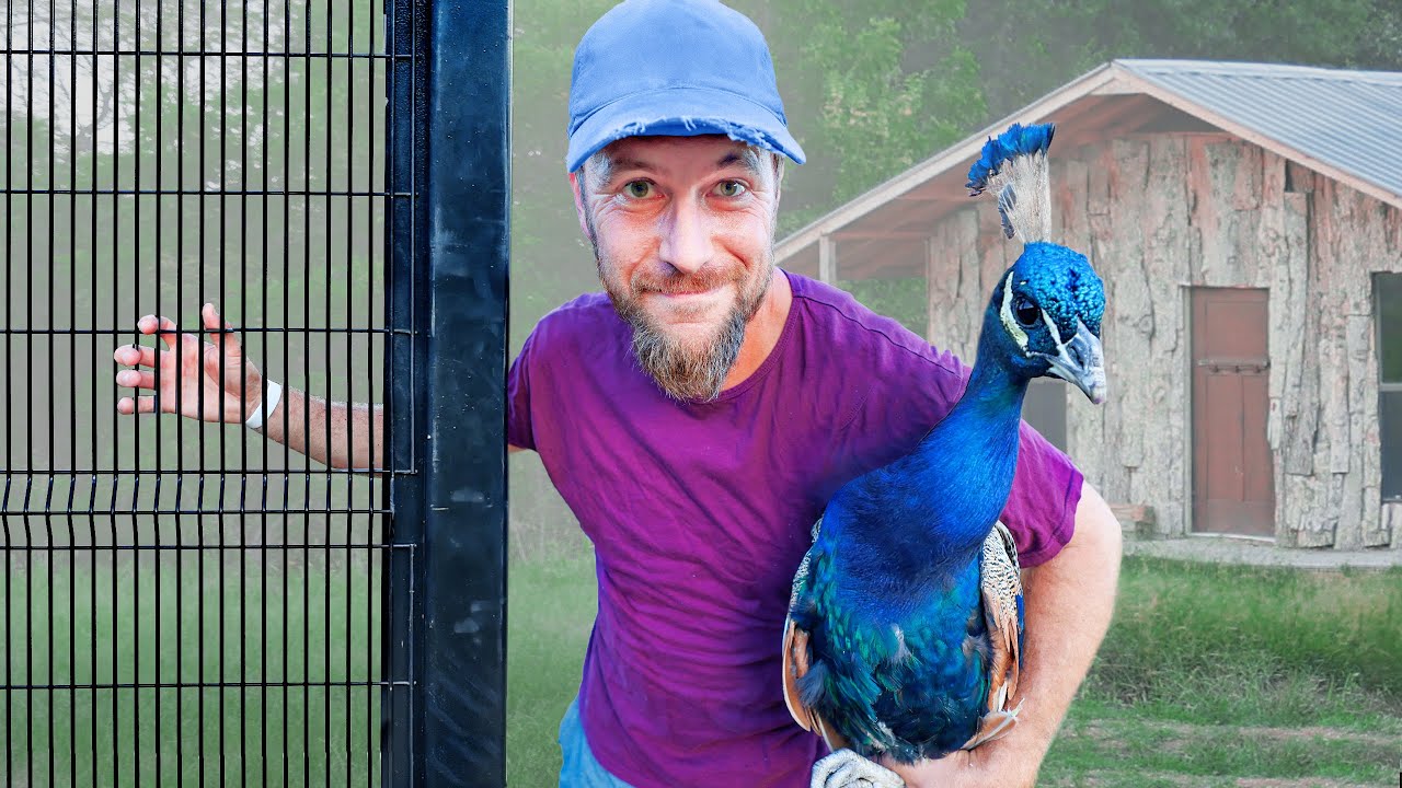 The Aviary has a Huge Gate! building an aviary part 8