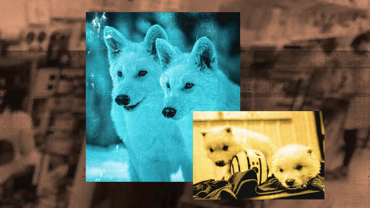 Dire wolves might sound cool, but they do nothing to fix our ...