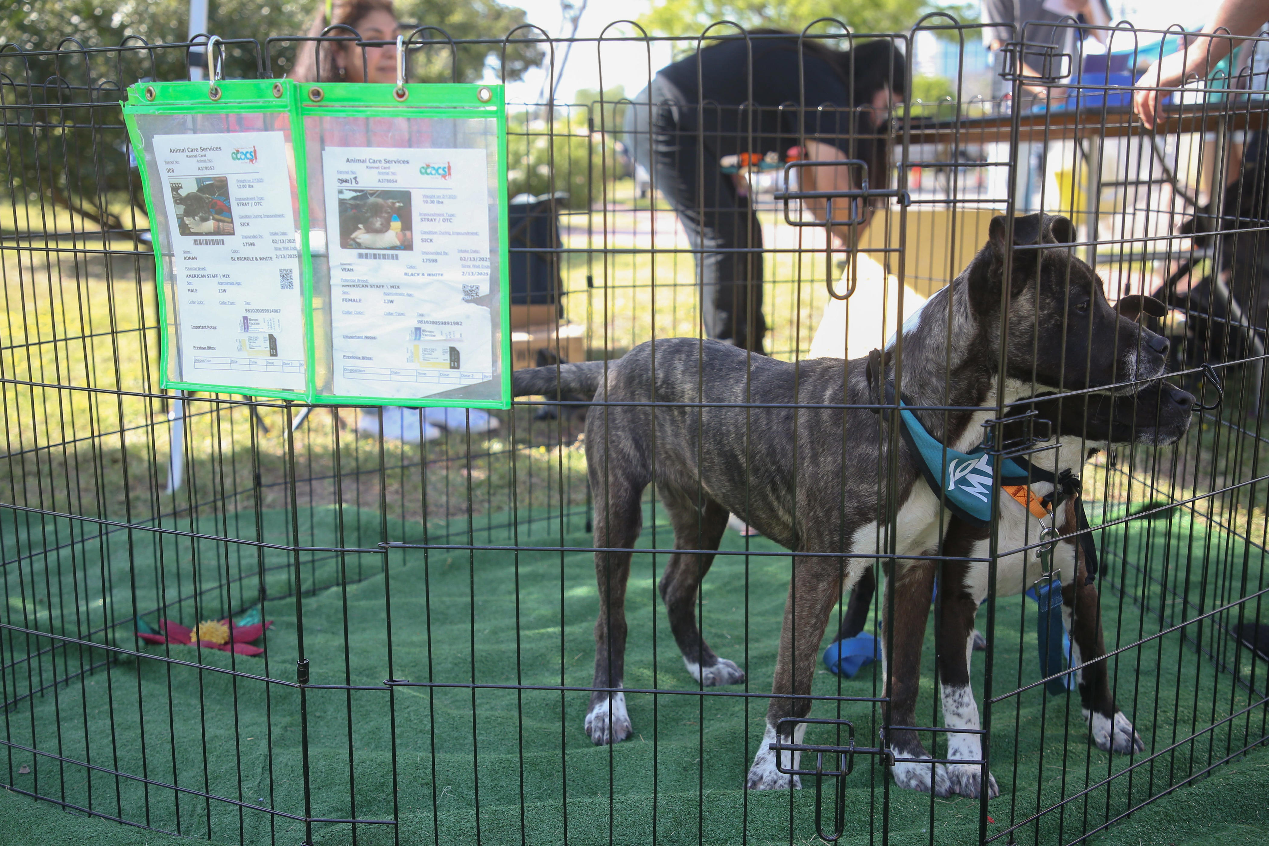 How will Corpus Christi improve Animal Care Services? City manager ...