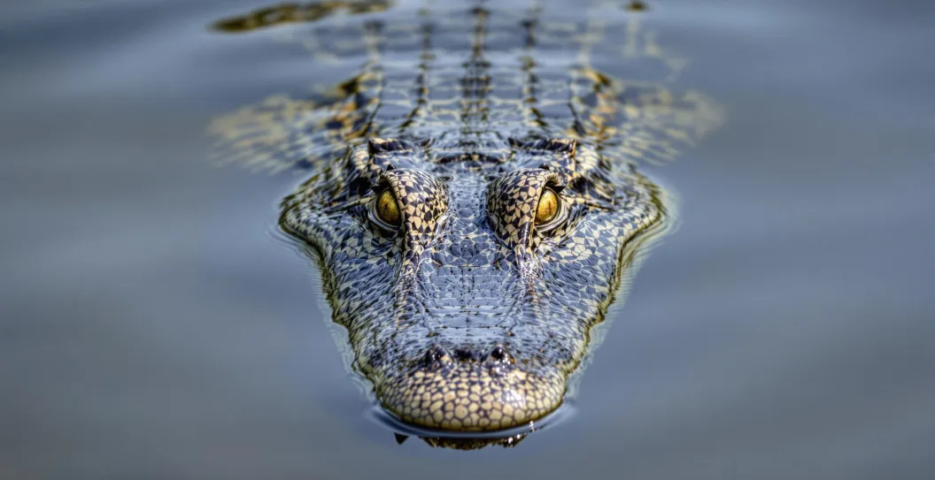 South Carolina Woman Fights Alligator To Save Husband "Is A Hero!"