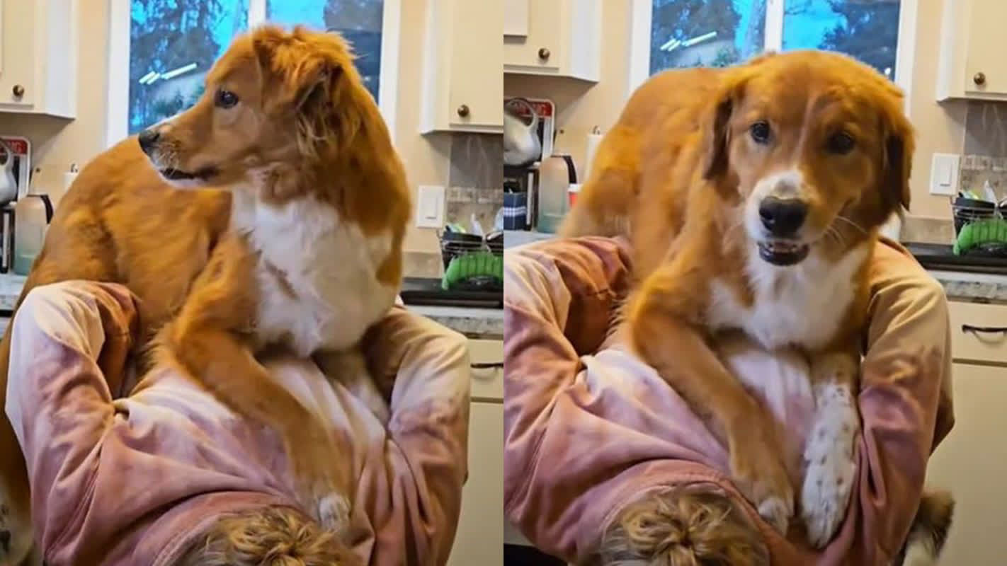 飼い主の背中は譲らないワン」!「嫉妬全開」の犬が飼い主の背中 飼い主の背中は譲らないワン」!「嫉妬全開」の犬が飼い主の背中