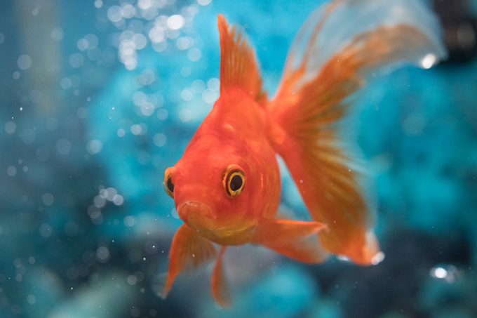 50 Weird Facts That Are Totally True Gettyimages 642062284