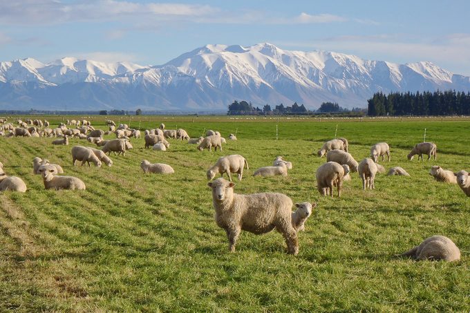 50 Weird Facts That Are Totally True Gettyimages 171626401