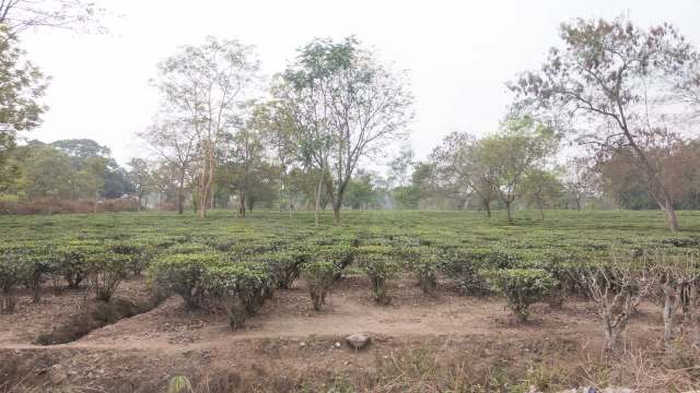 Officials unsettled over unyielding threats to crops behind iconic ...