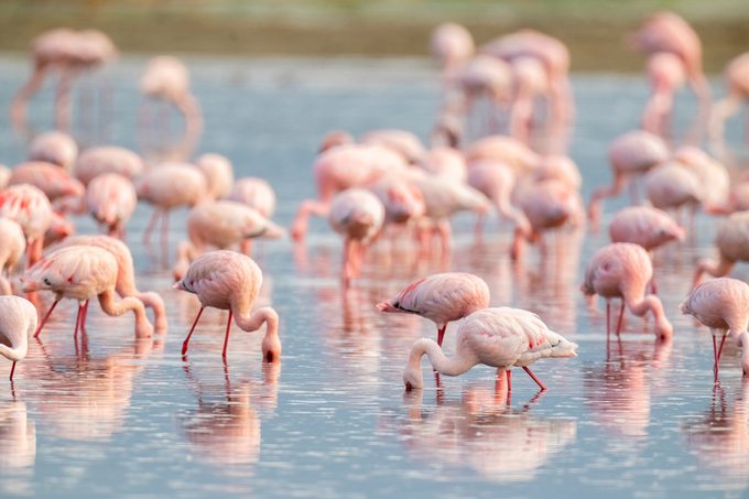 50 Weird Facts That Are Totally True Gettyimages 1391139667