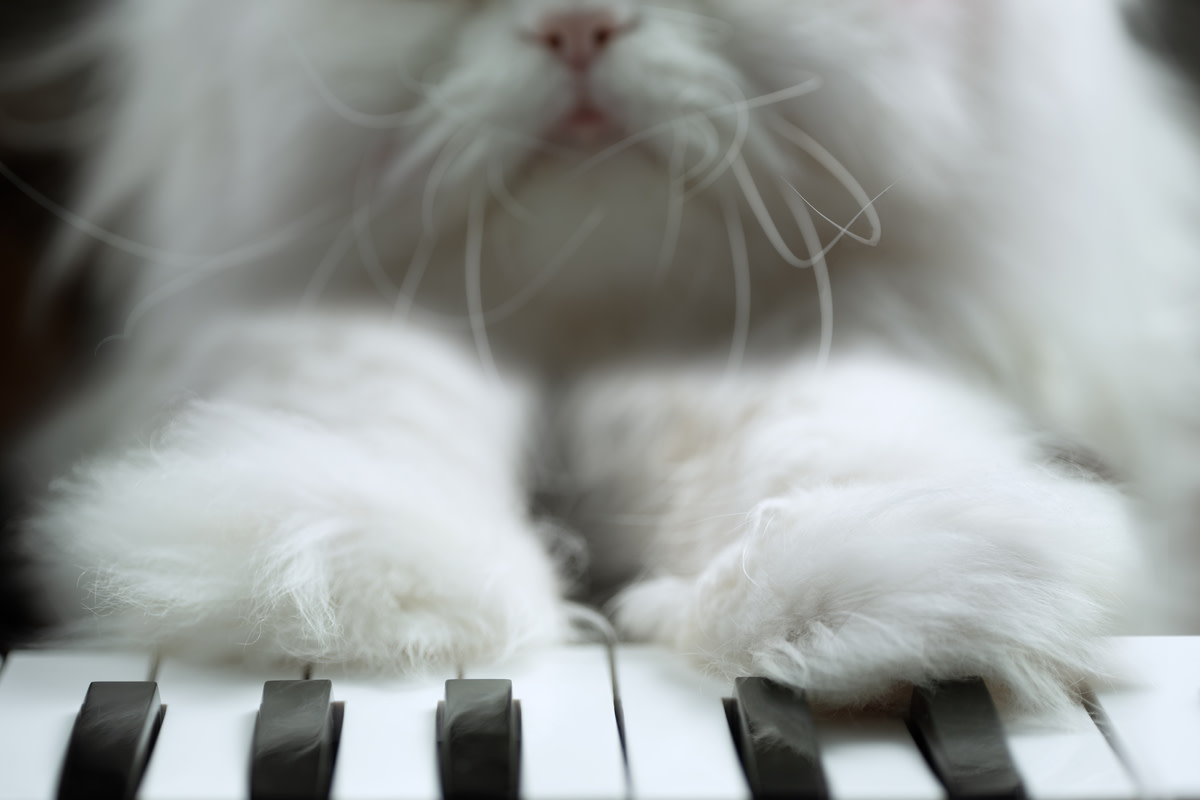 This cat's blissed-out reaction to his human's piano playing is pure ...