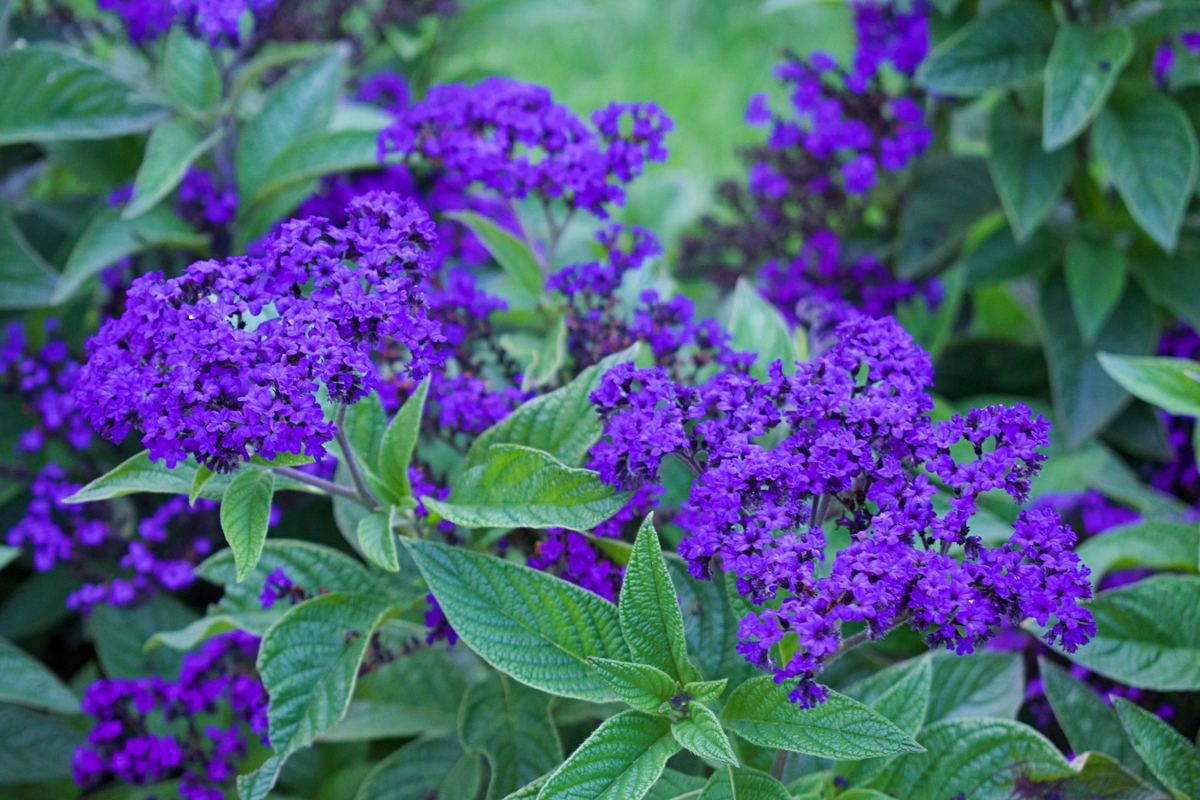À planter en avril : cette vivace au parfum de vanille revient chaque ...