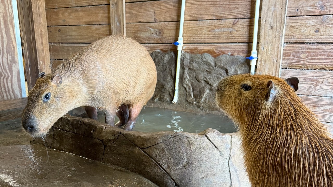 Building Our Capybaras A Hot Spring!