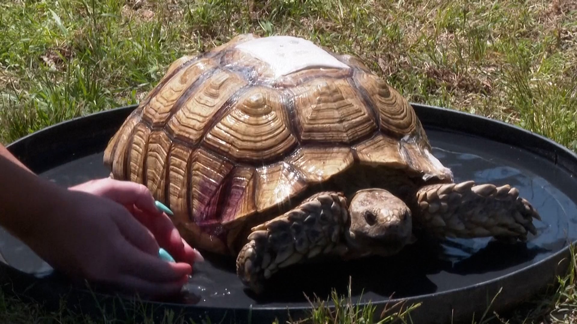 Tortoise reunited with family weeks after Mississippi tornado