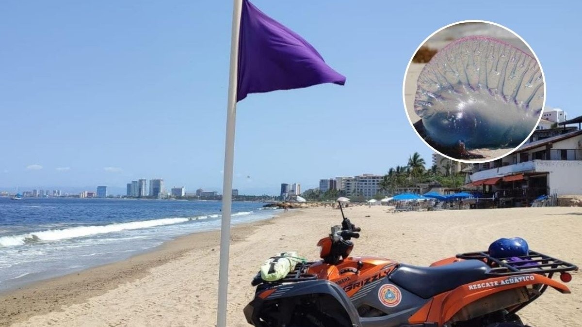 Peligroso nadar en Puerto Vallarta? Mantiene bandera morada por aguamala,  esto debes saber, image size:1200x675