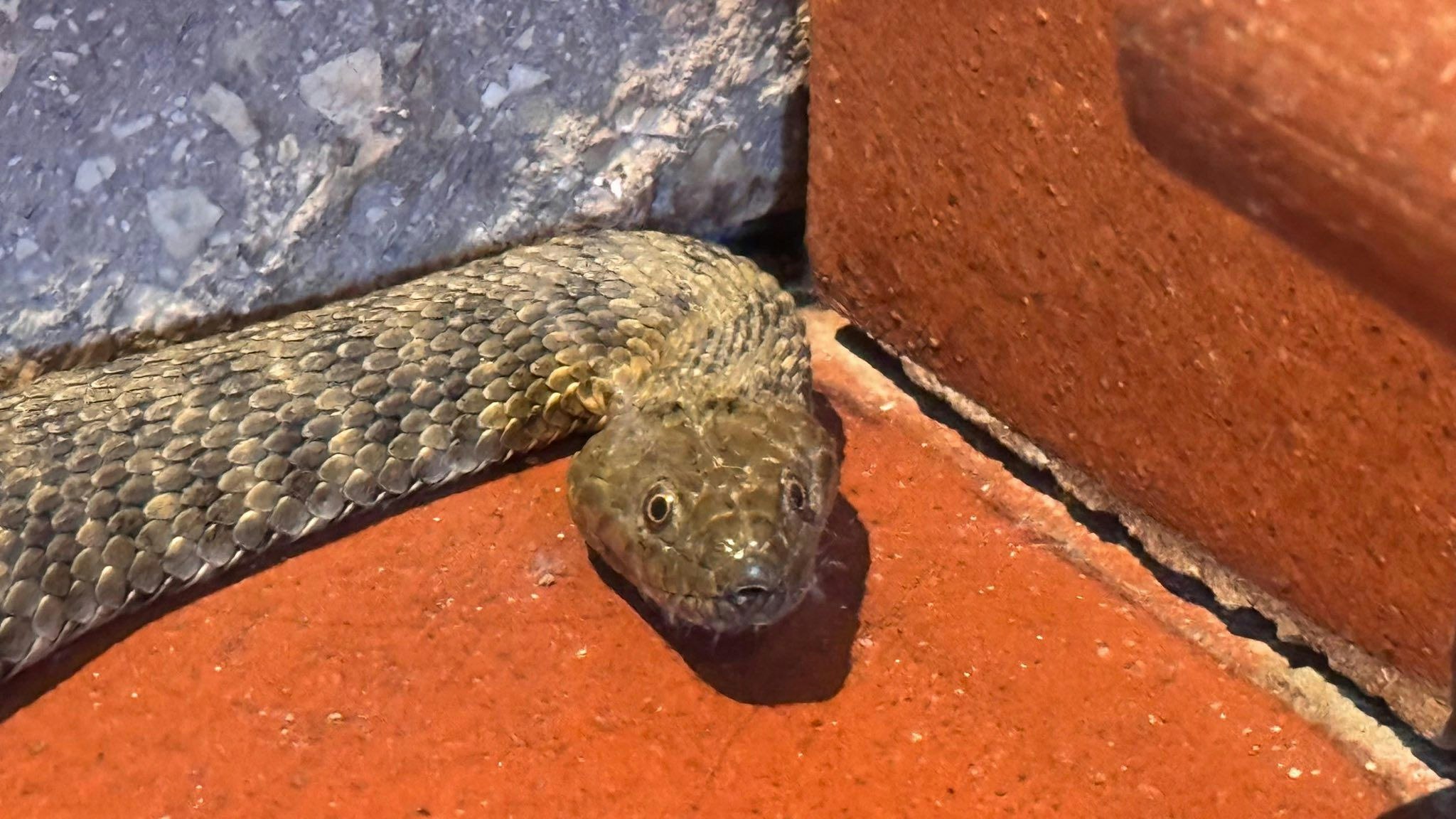1,5 Meter! Riesenschlange chillt in Linzer Hausflur