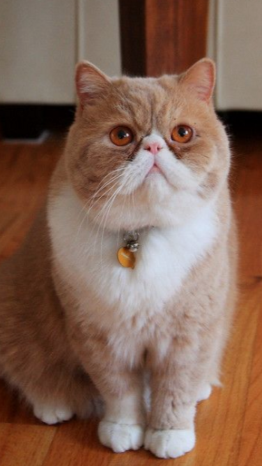 6 common cat diseases every owner should know