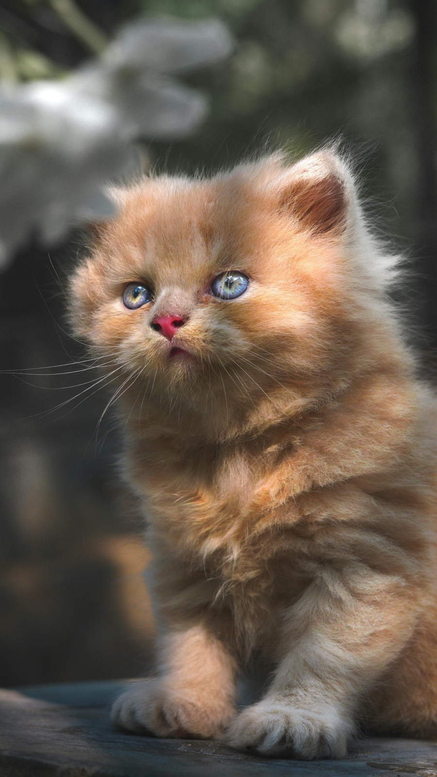 6 common cat diseases every owner should know