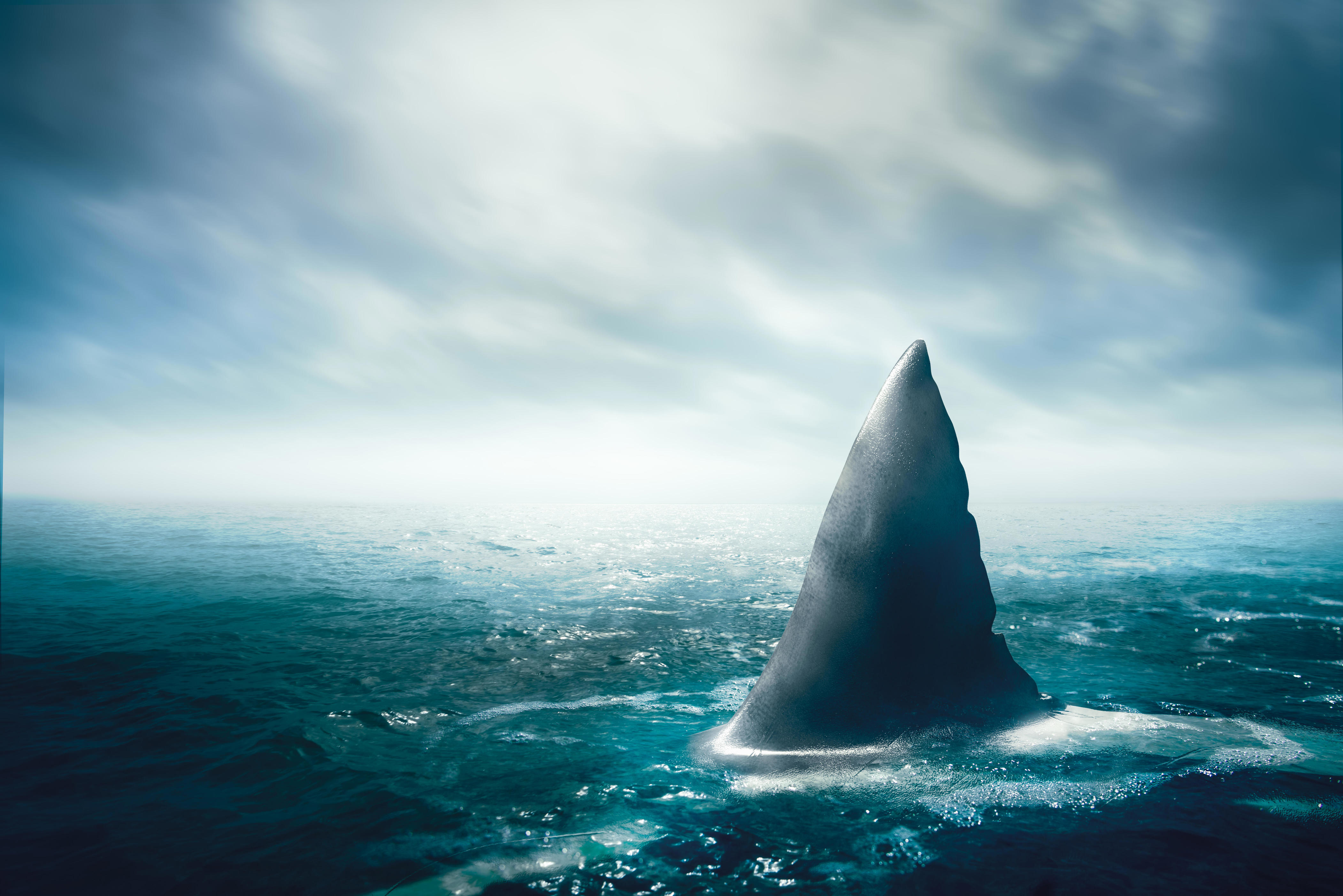 Man Hospitalized After Shark Bite At Everglades National Park