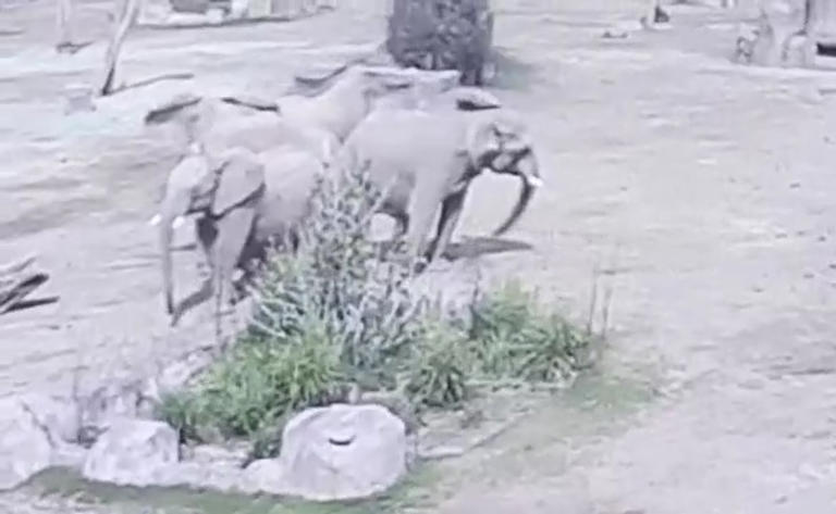 San francisco zoo elephants earthquake
