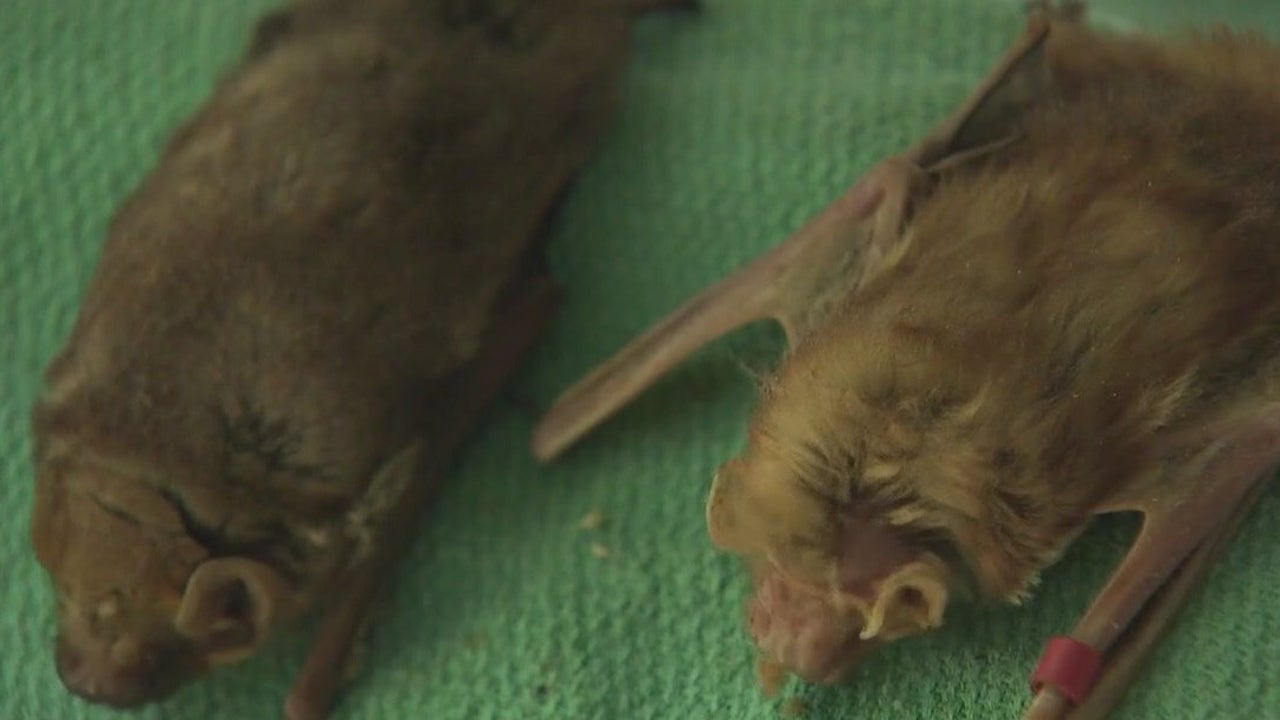 Bat found in Cedar Park tests positive for rabies