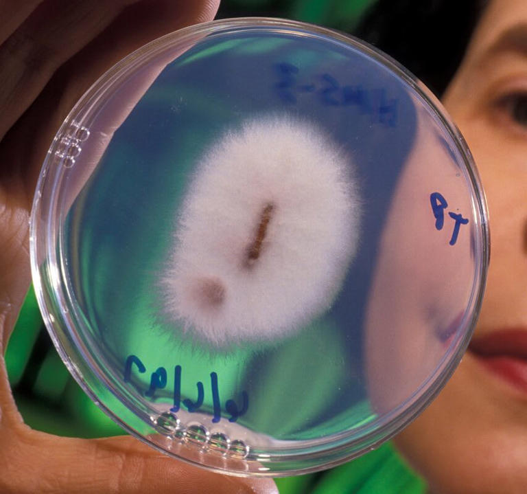Plant-pathogenic strain of Fusarium oxysporum that causes fusarium wilt.
