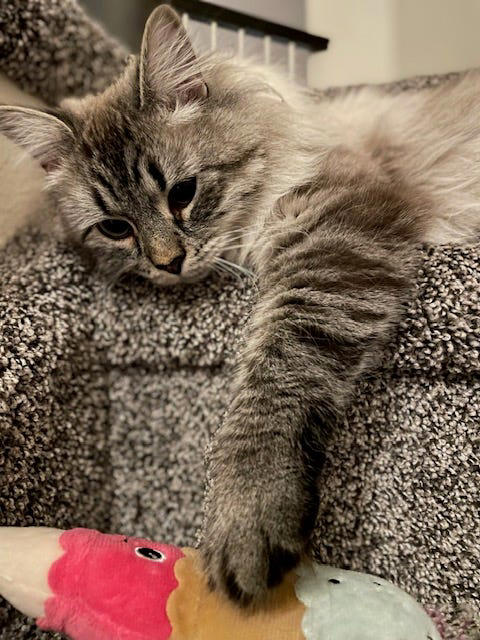 Off the Grid: Sally breaks down USA TODAY's daily crossword puzzle ...