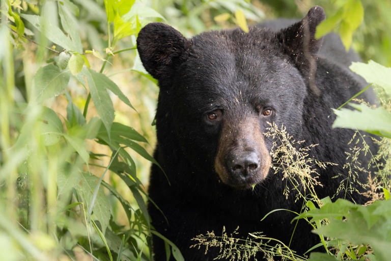 Black bear attacks, kills man and dog in Collier County, Florida. What ...