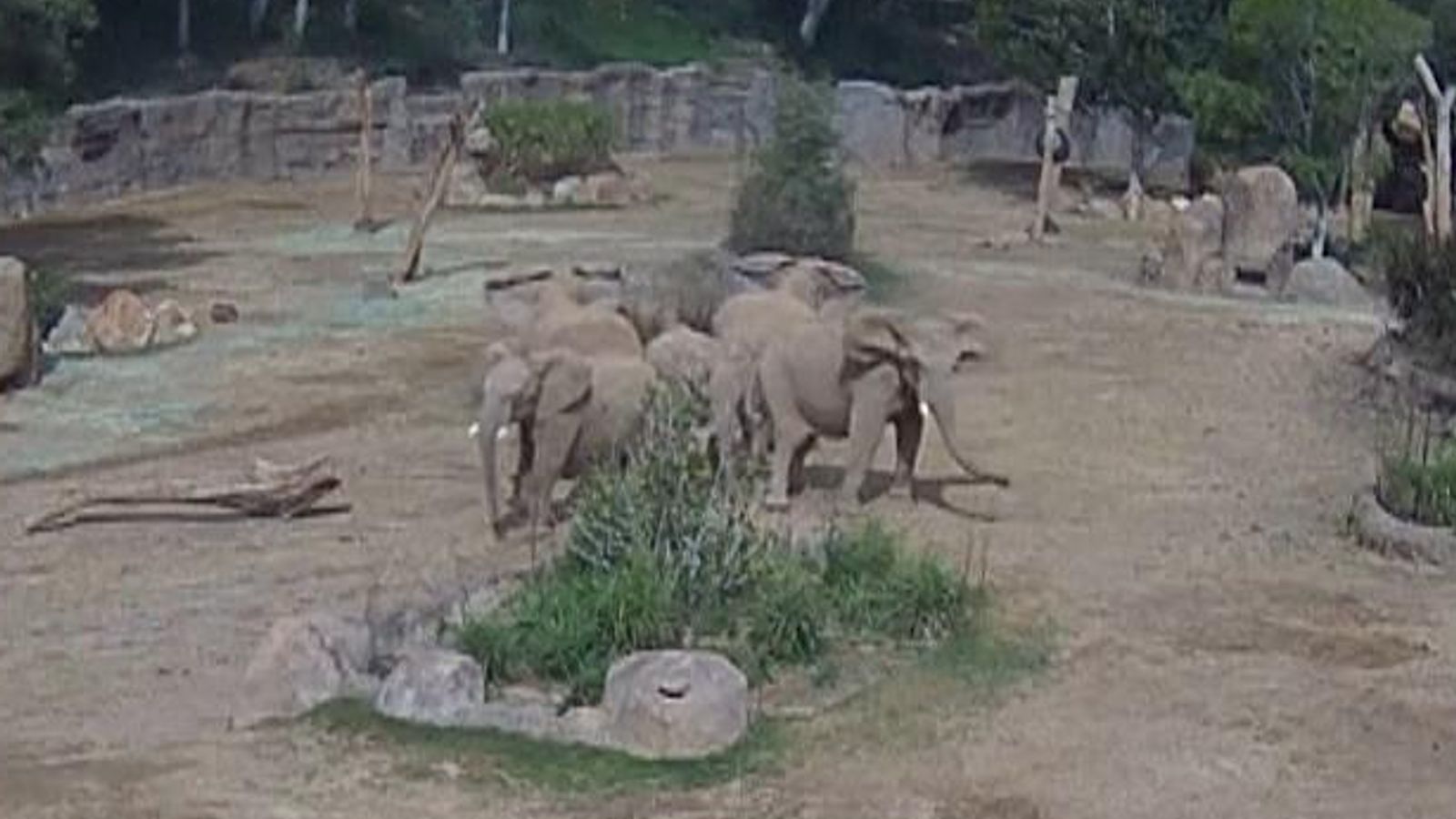 elephants-protect-calves-during-earthquake