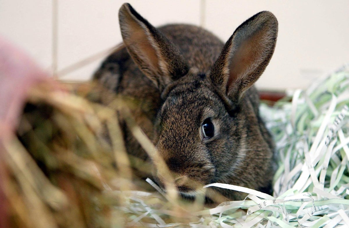 Pets at Home bans rabbit sales over Easter weekend to prevent impulse buys