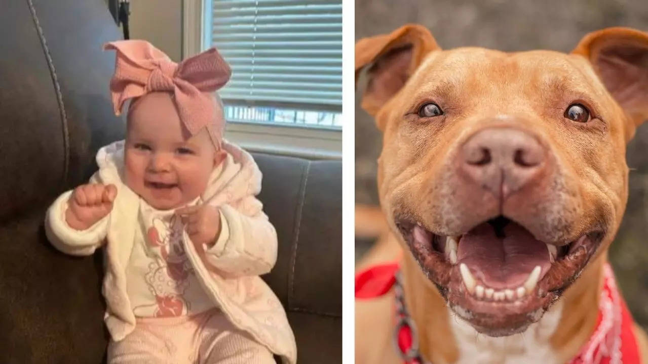 Pet pit bull kills infant in the US Most dangerous dog breeds for kids