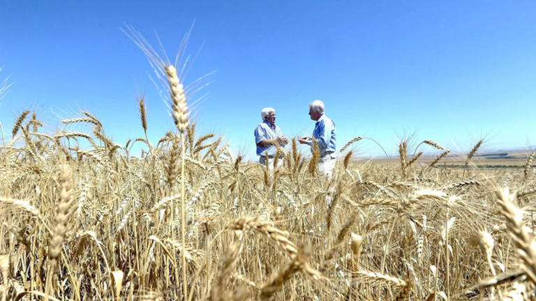 South Africa’s food inflation remains low despite rising global ...