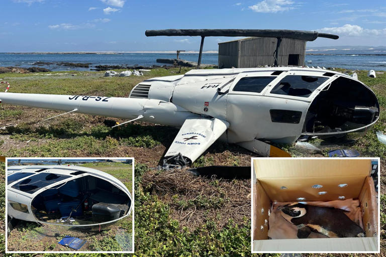 ‘Unsecured’ penguin blamed for helicopter crash on Bird Island, South(02)