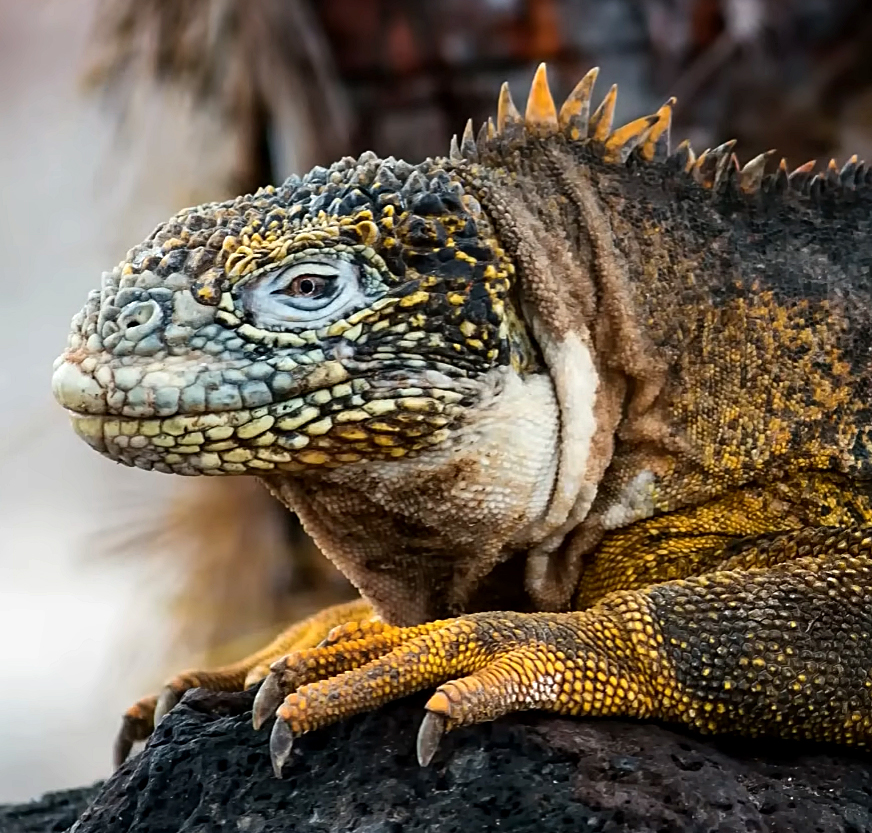 Uganda's Surprising Rise as Global Leader in Trafficked Galápagos
Iguanas