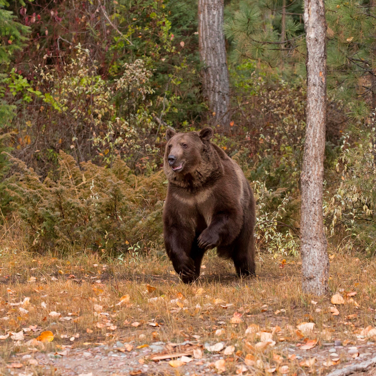 Man shoots and kills charging grizzly bear in Montana, officials say