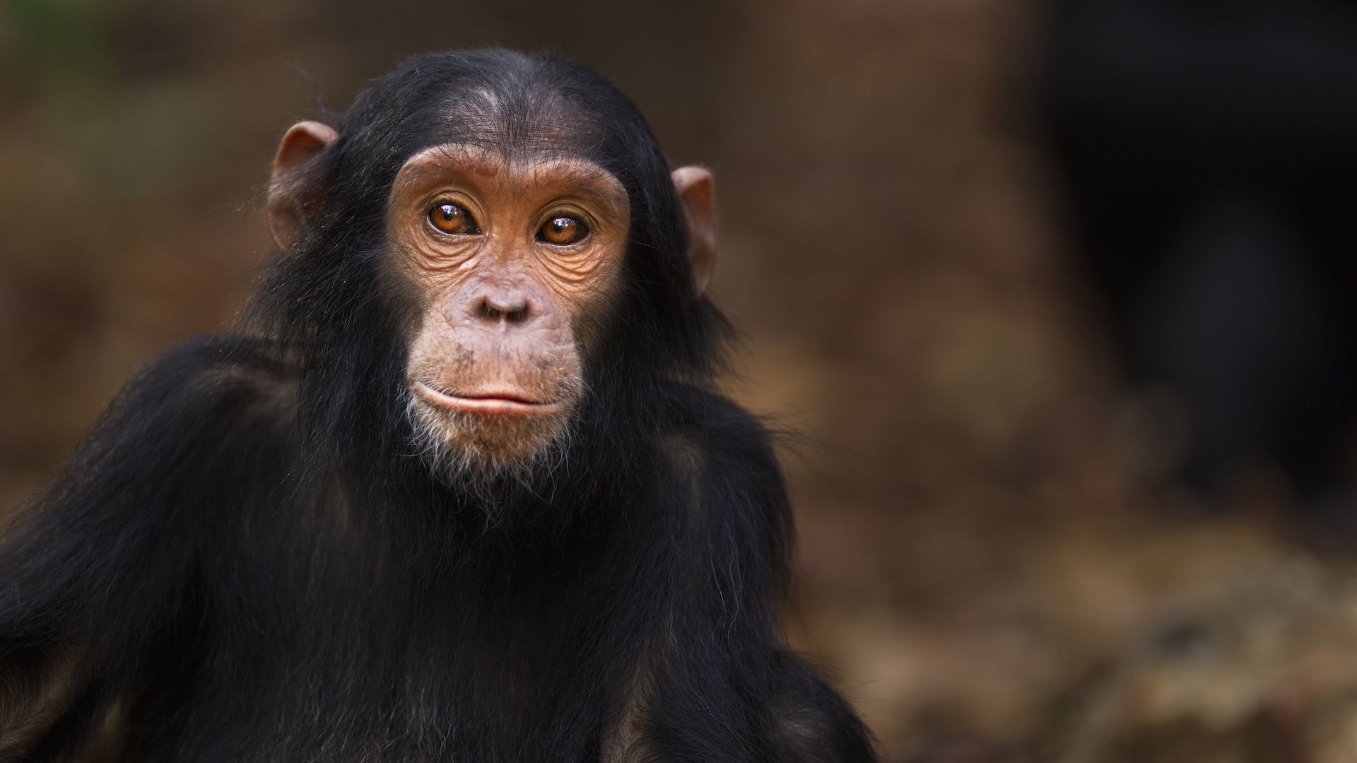 Primates: Facts about the group that includes humans, apes, monkeys and ...