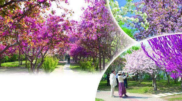 最美揽春园  览春正当时