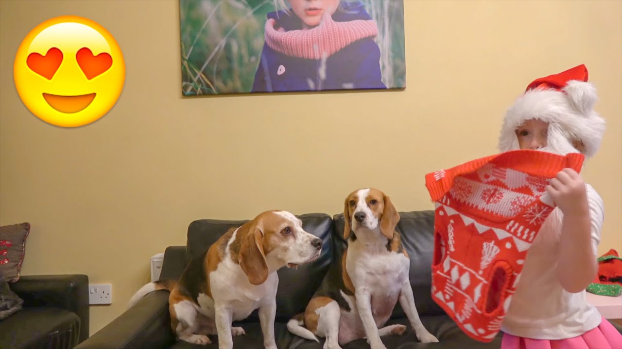 Little girl dresses her patient dogs in Christmas sweaters