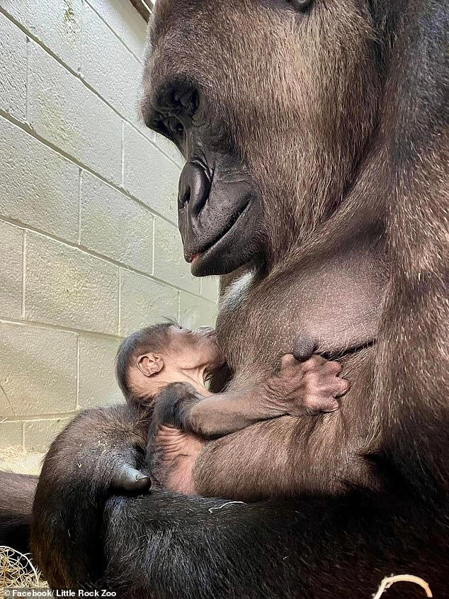 Moment zookeeper introduces her newborn to gorilla friend's infant