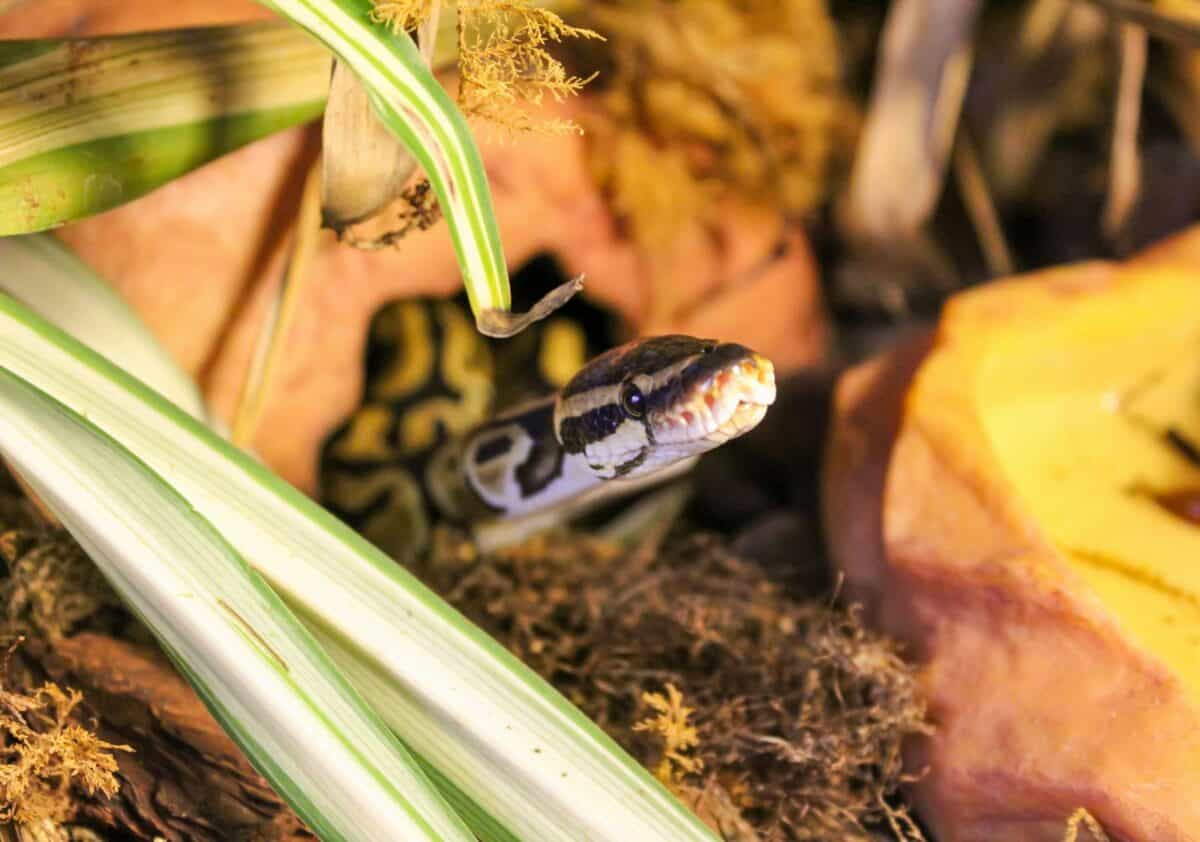 Tips To Boost Your Brainpower and Stay Mentally Sharp Every Day