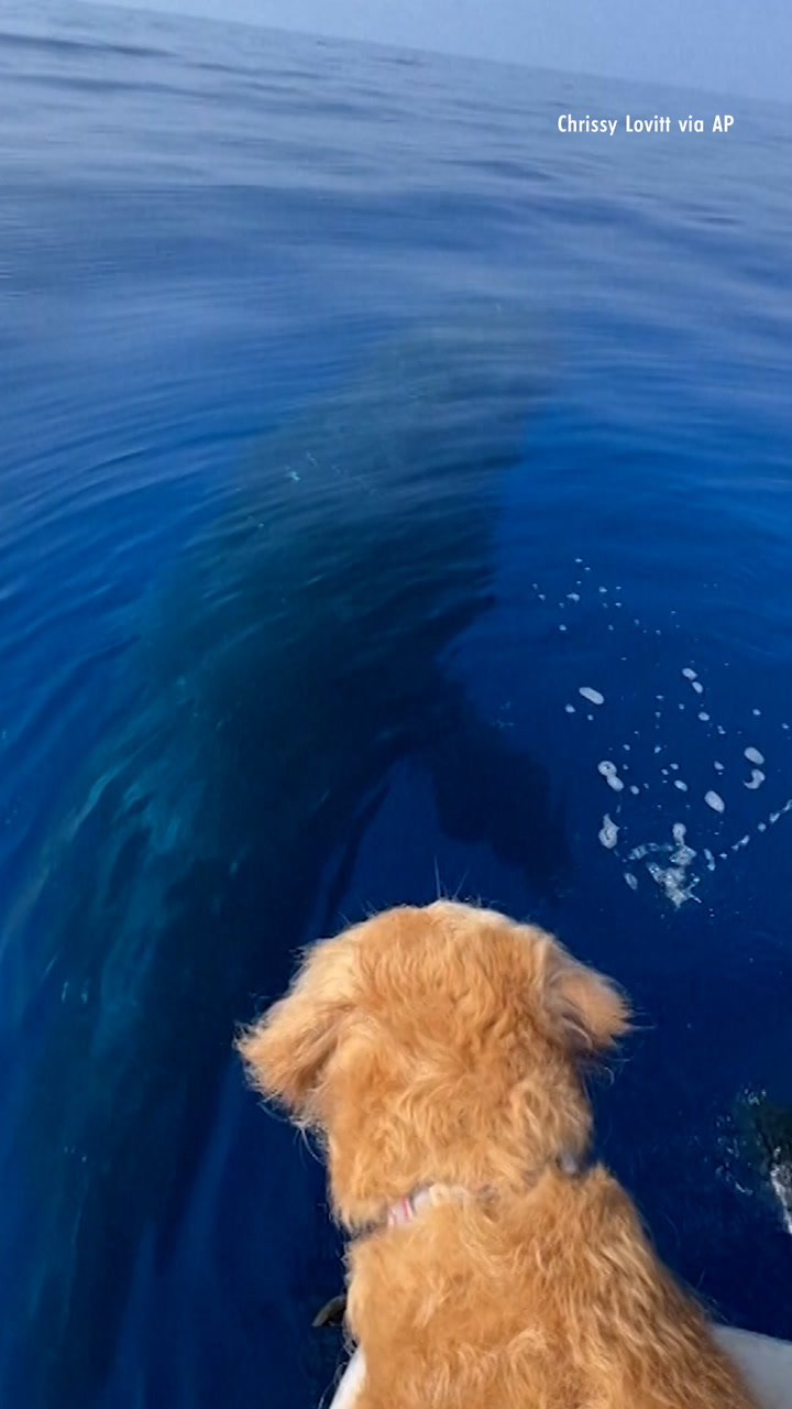 See the Moment a Barking Golden Retriever Attracts a Whale and Meets