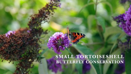 Small Tortoiseshell butterfly
