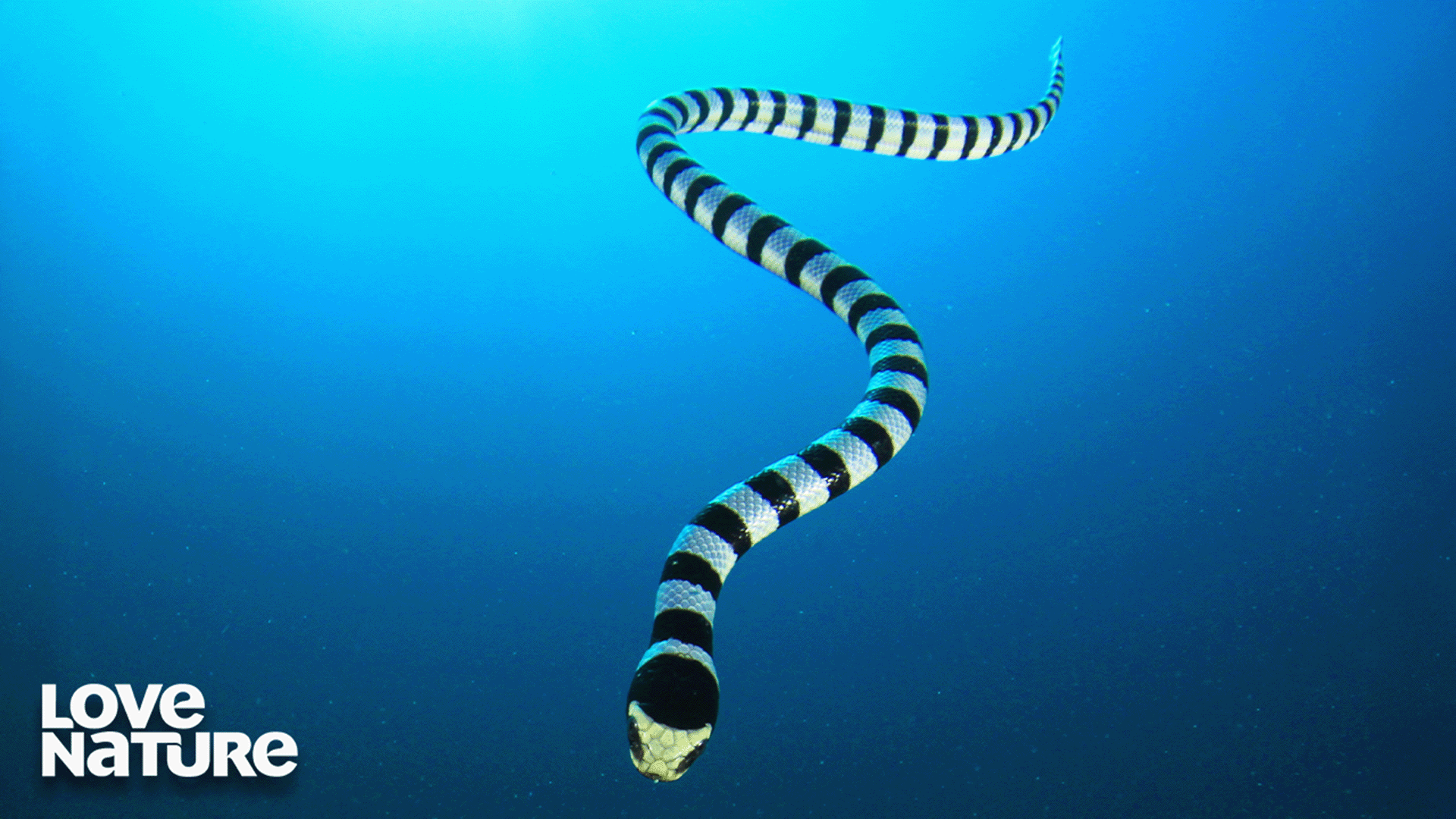 These Snakes Are Skilled Predators On Land And Water | Extreme Snakes 101