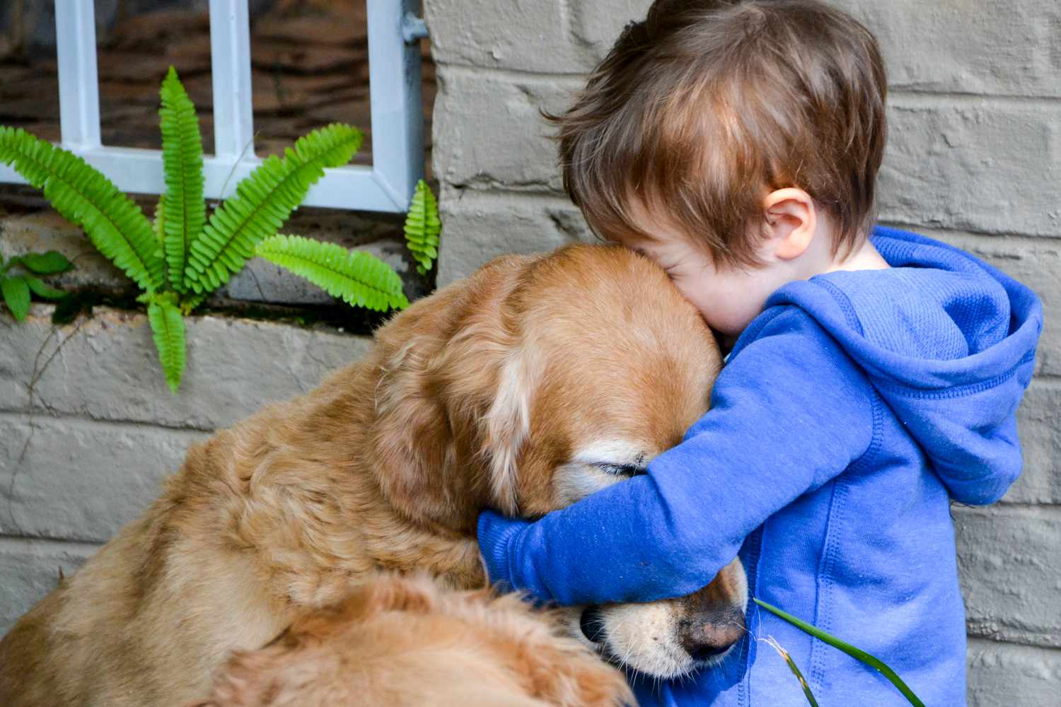 Golden Retriever Senses Something Is Wrong, Finds Missing Toddler
