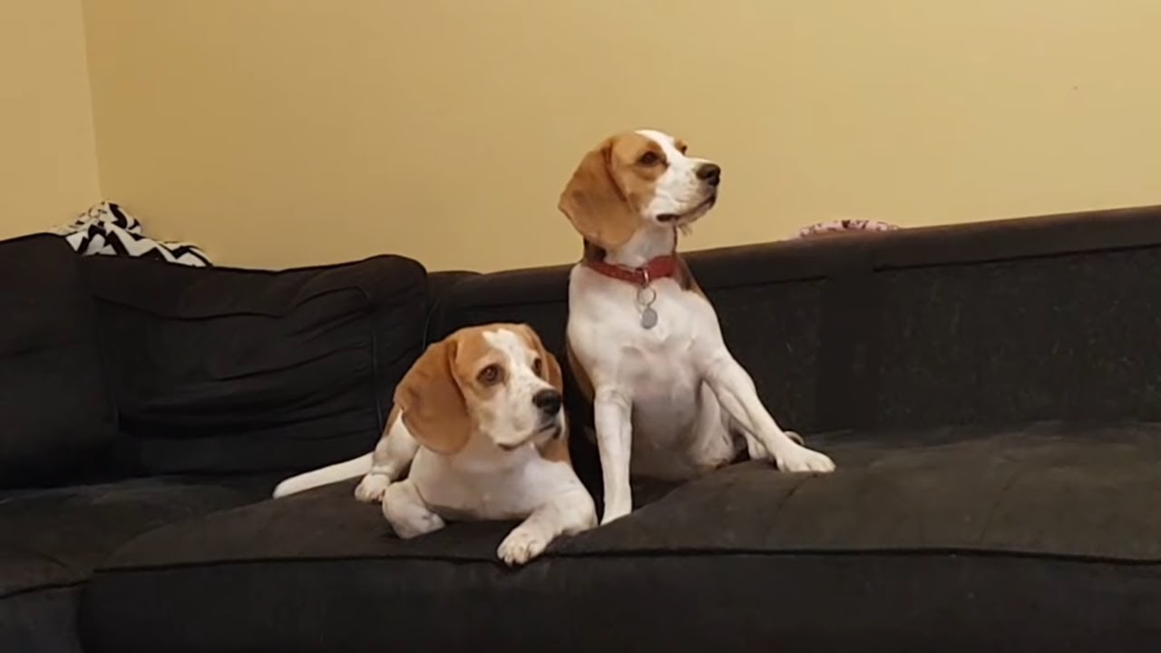 Funny dogs react to the 