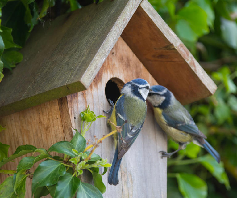 Poorly designed birdhouses threaten backyard birds: 3 better alternatives
