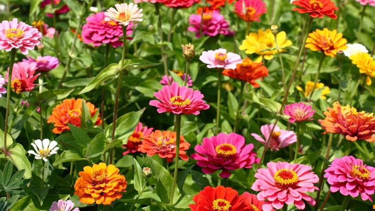 9 colorful plants you can grow quickly for summer flowering