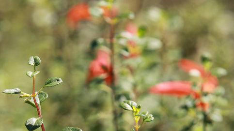 La planta medicinal que protege de los resfriados, mejora la