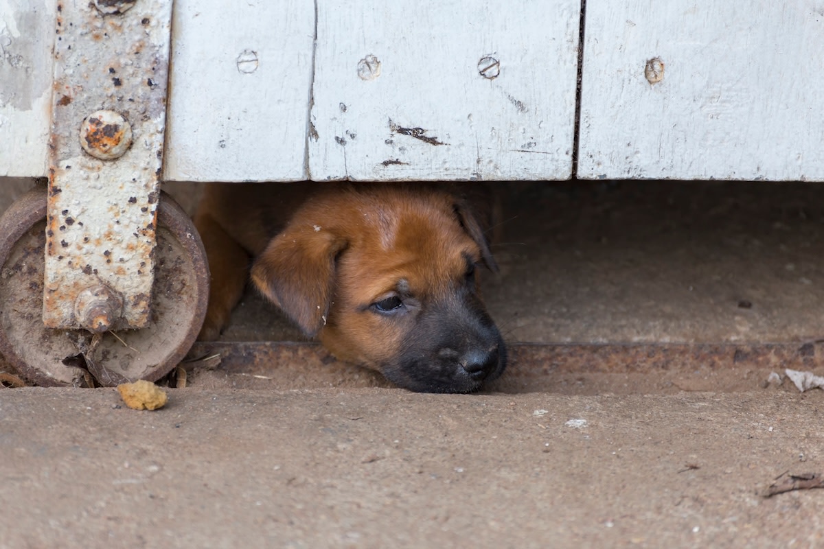 Mama Dog with Happiness After Finding Her Puppy in Rubble of(00)