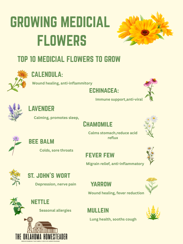 Wild medicinal herbs in Oklahoma: Foraging guide & uses
