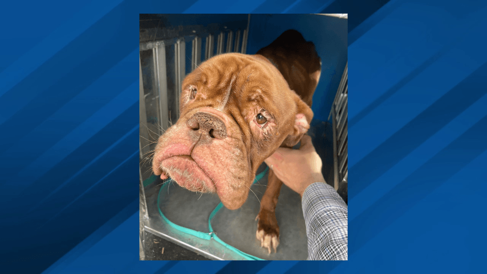 Lost dog found in Albany