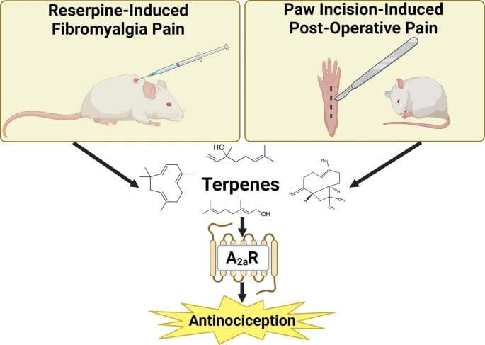 Select terpenes from Cannabis sativa are antinociceptive in mouse models of post-operative pain and fibromyalgia via adenosine A2a receptors.